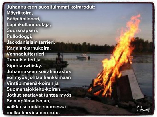 Juhannuskoiria.jpg-550x0.jpg
